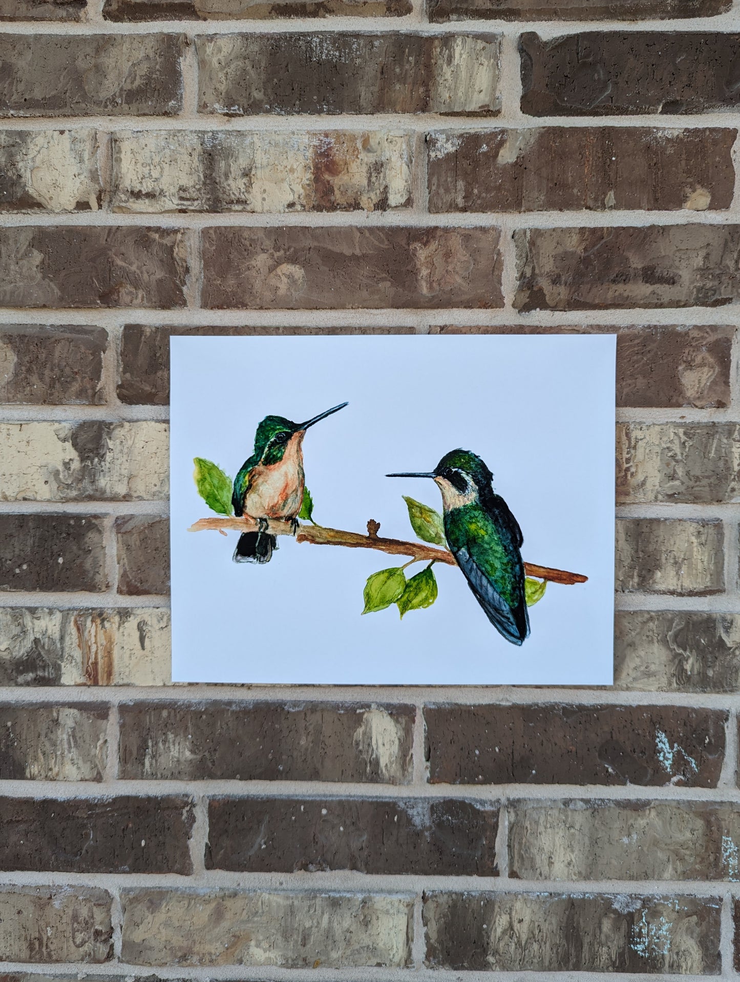 Hummingbirds Meet