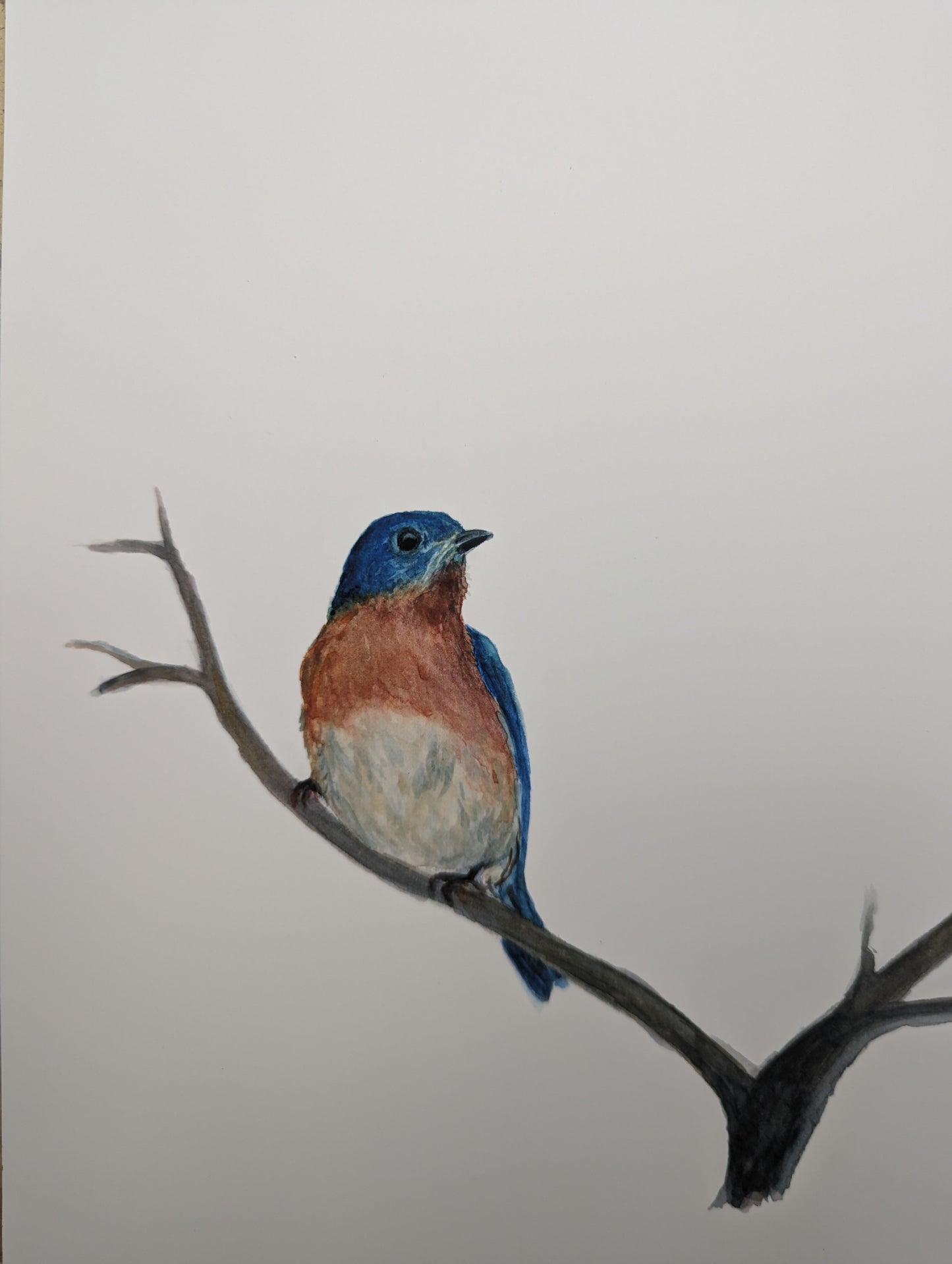 Bluebird and Cardinal Print