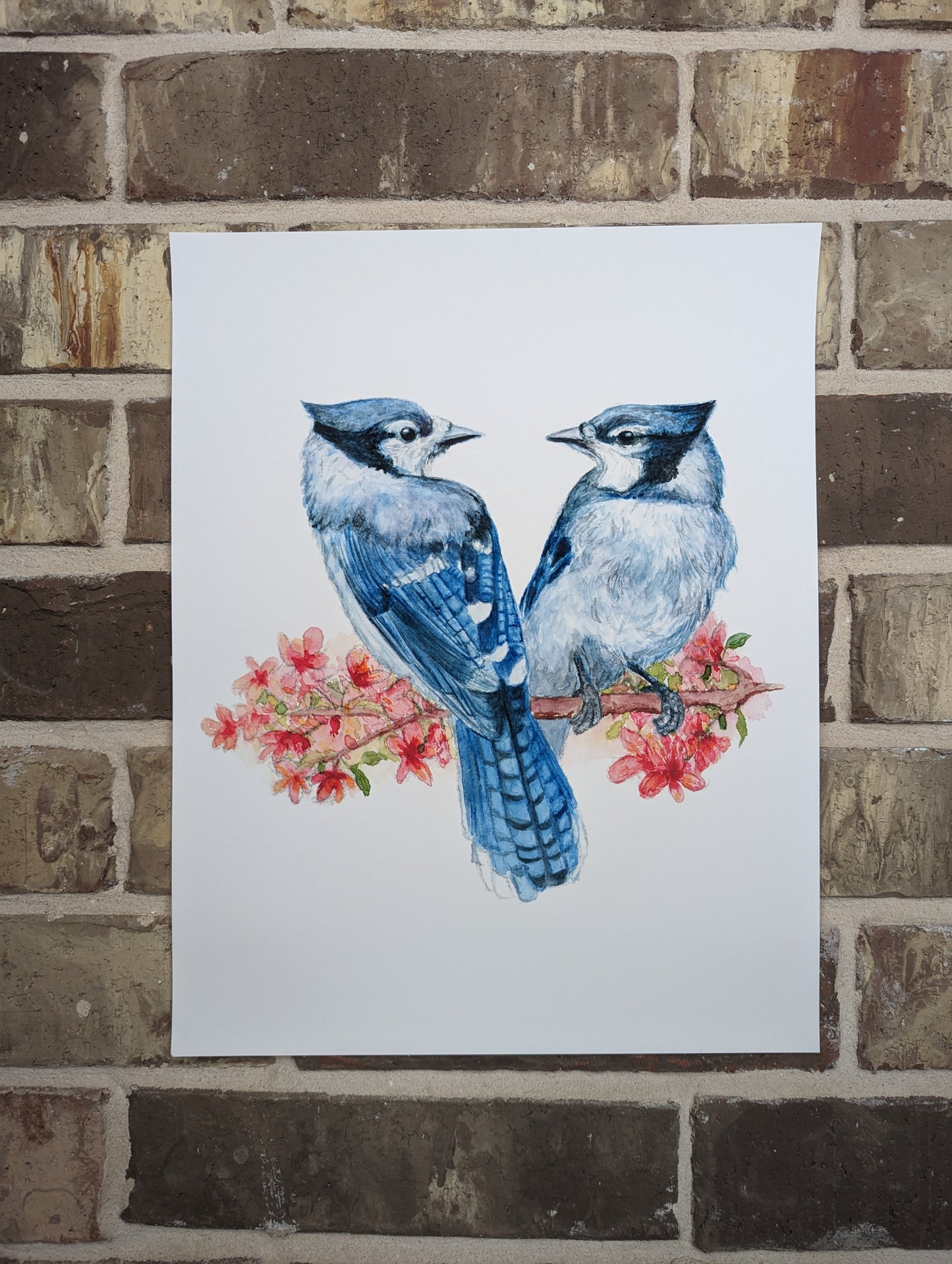 Bluejay Bird Print