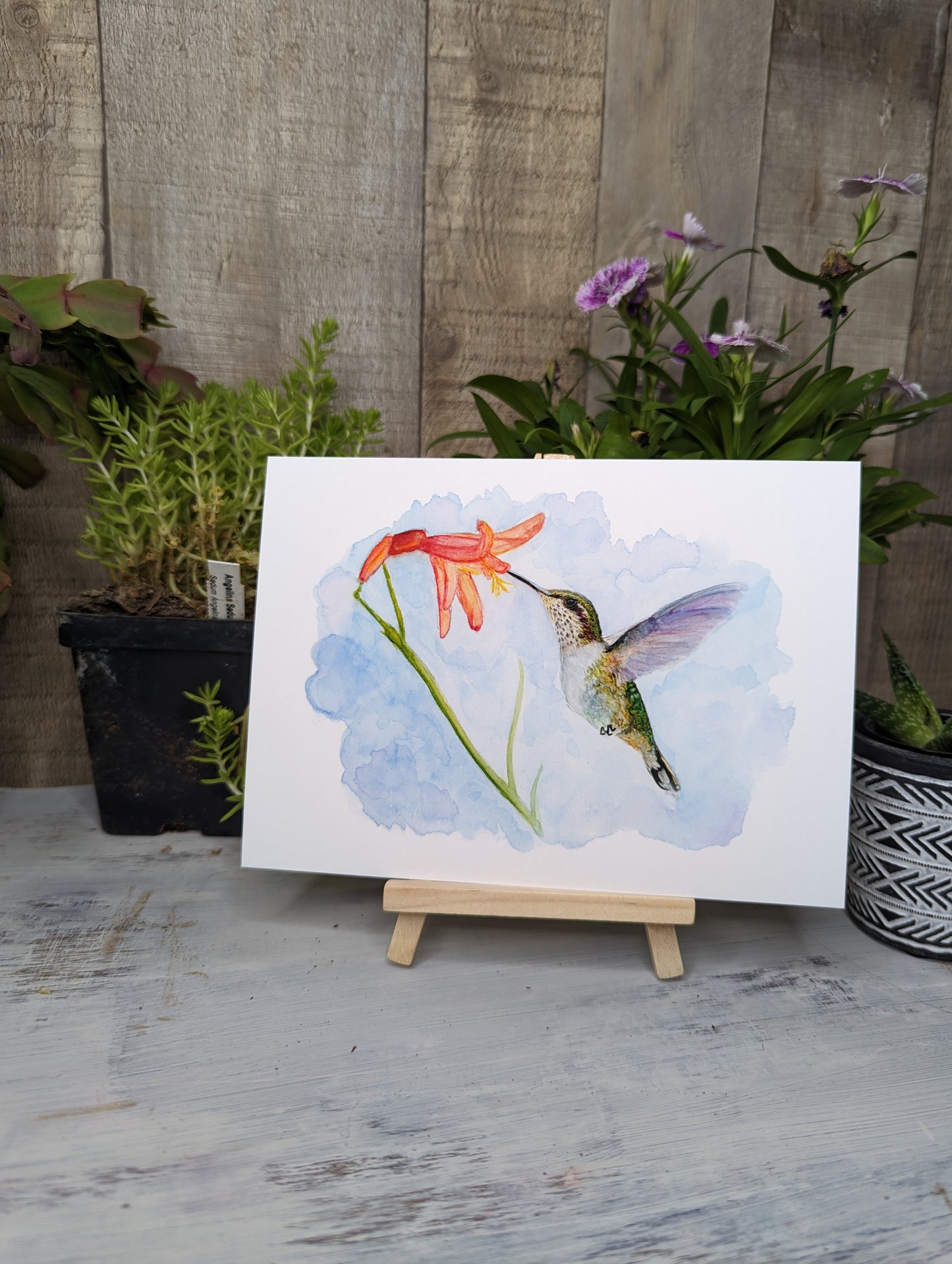 Hummingbird Day Lily