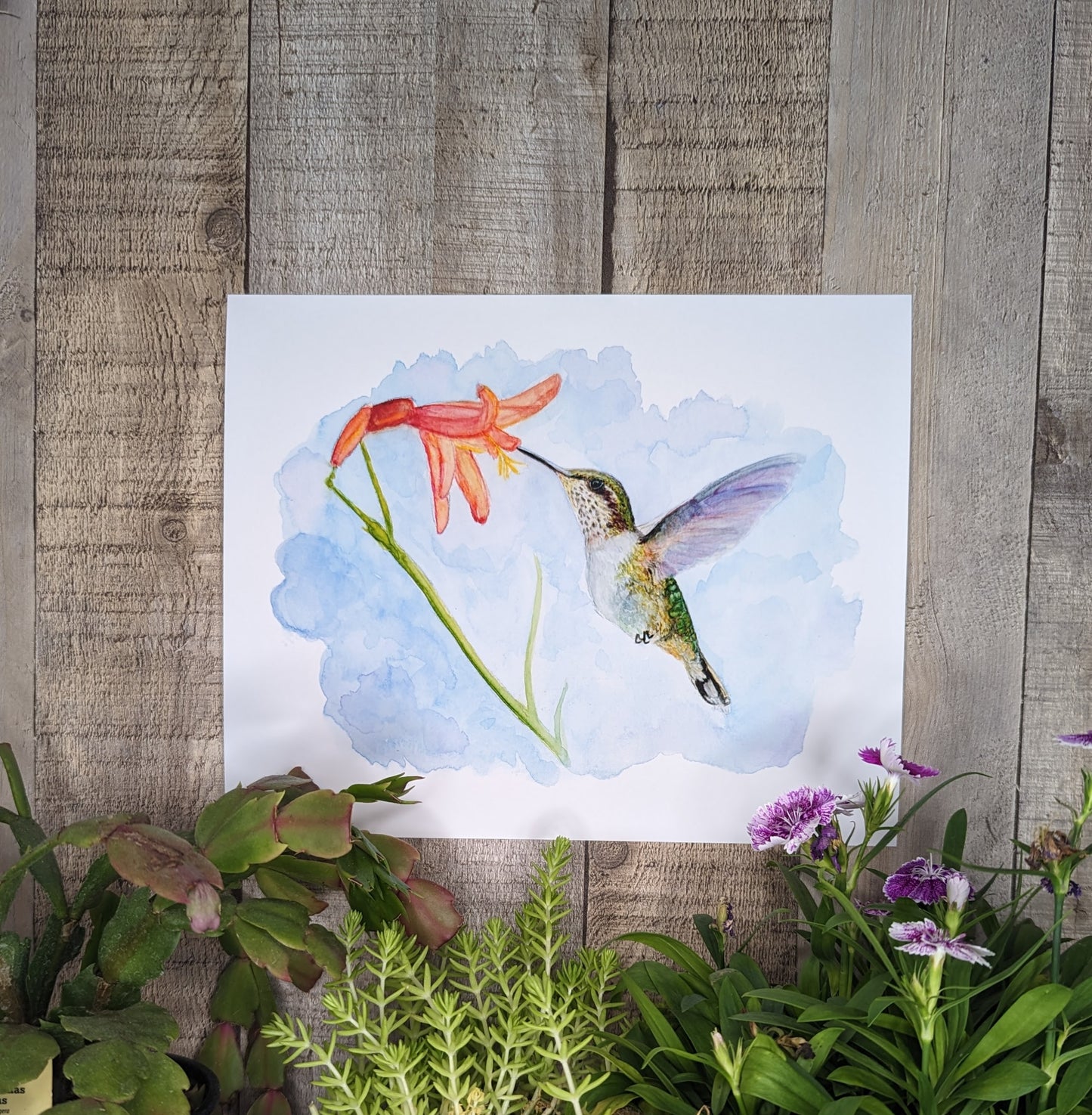 Hummingbird Day Lily